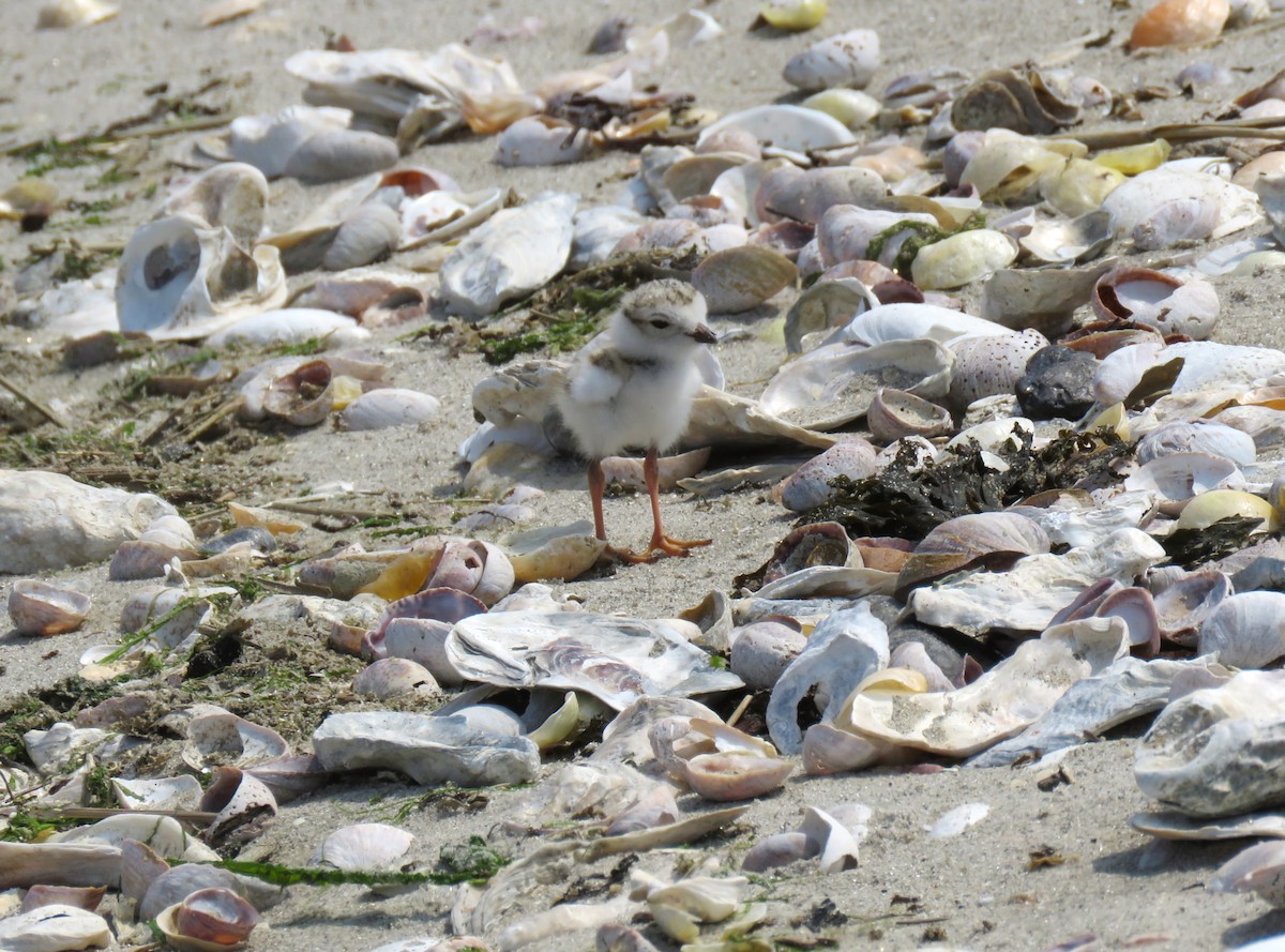 Piping Plover - ML637519591