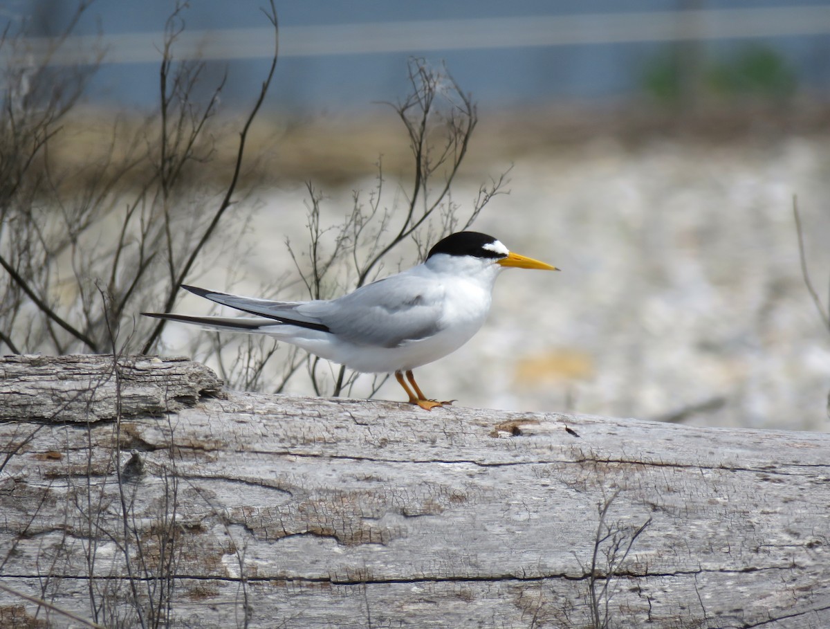 Least Tern - ML637519610