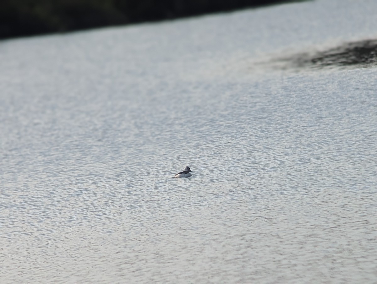 Bufflehead - ML637519618