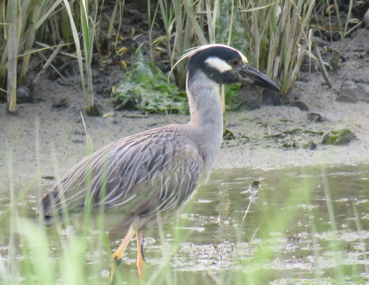 Yellow-crowned Night Heron - ML637519624