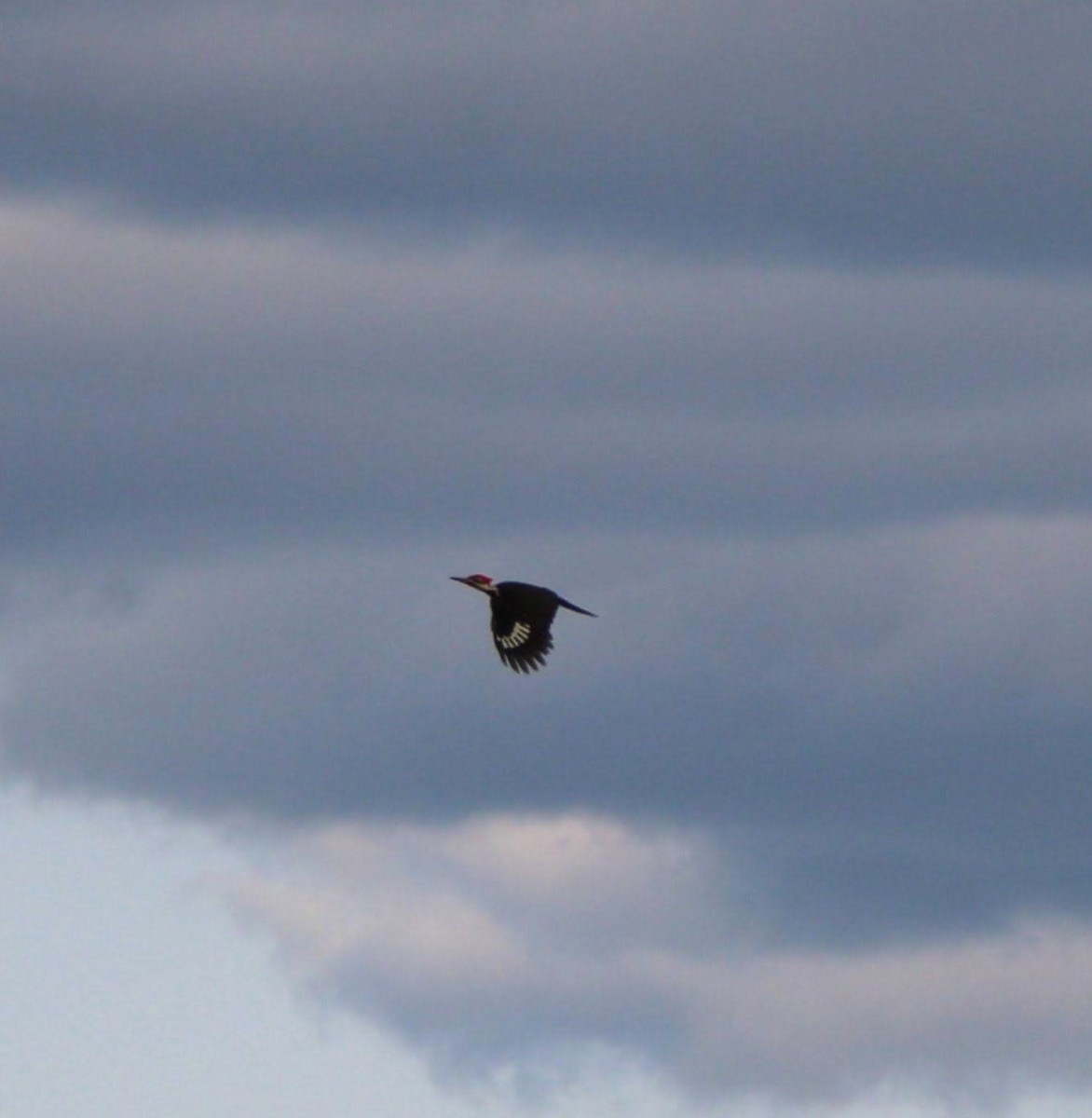 Pileated Woodpecker - ML637519643