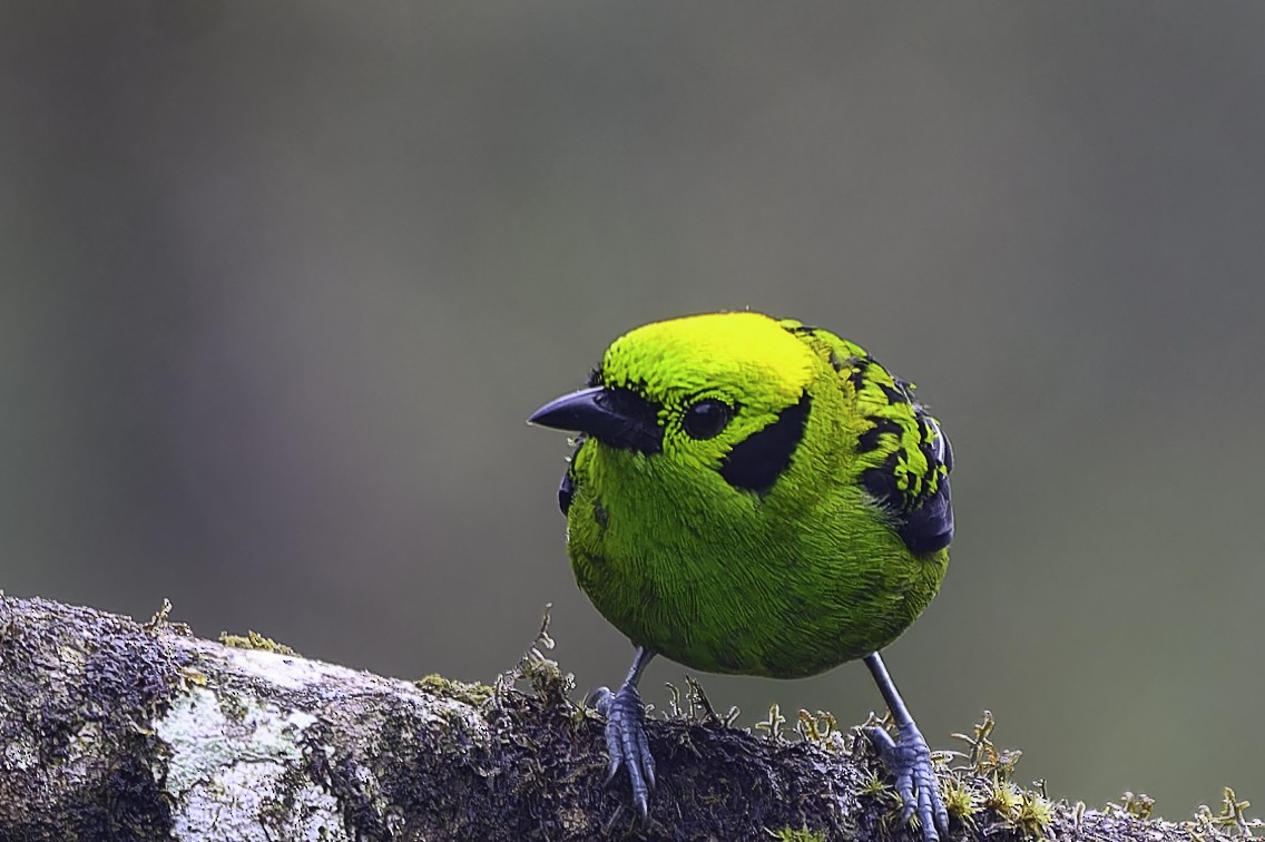 Emerald Tanager - ML637519647