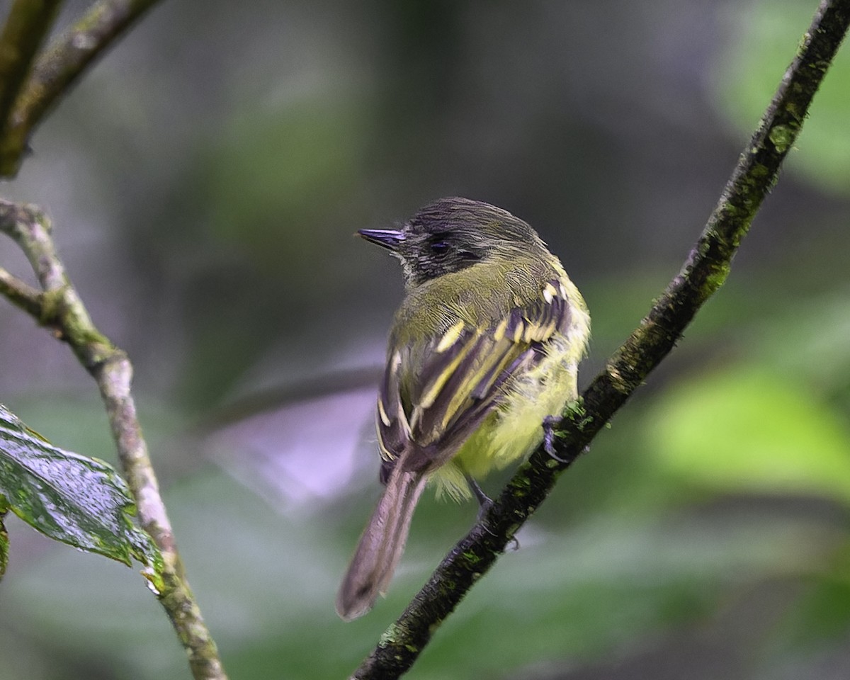 Tawny-chested Flycatcher - ML637519698