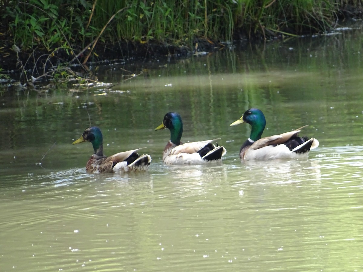 Mallard - ML637519702