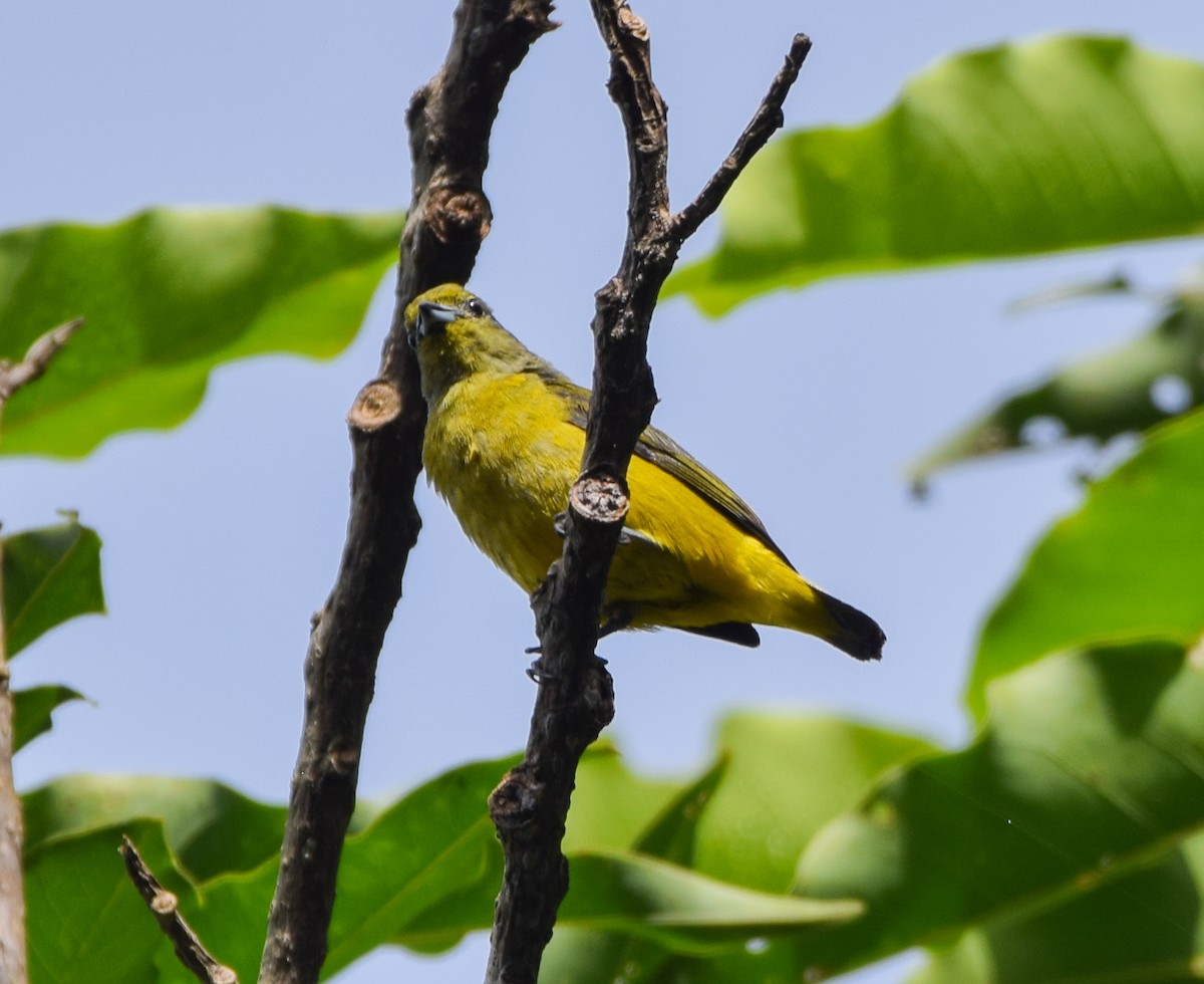 Scrub Euphonia - ML637519707