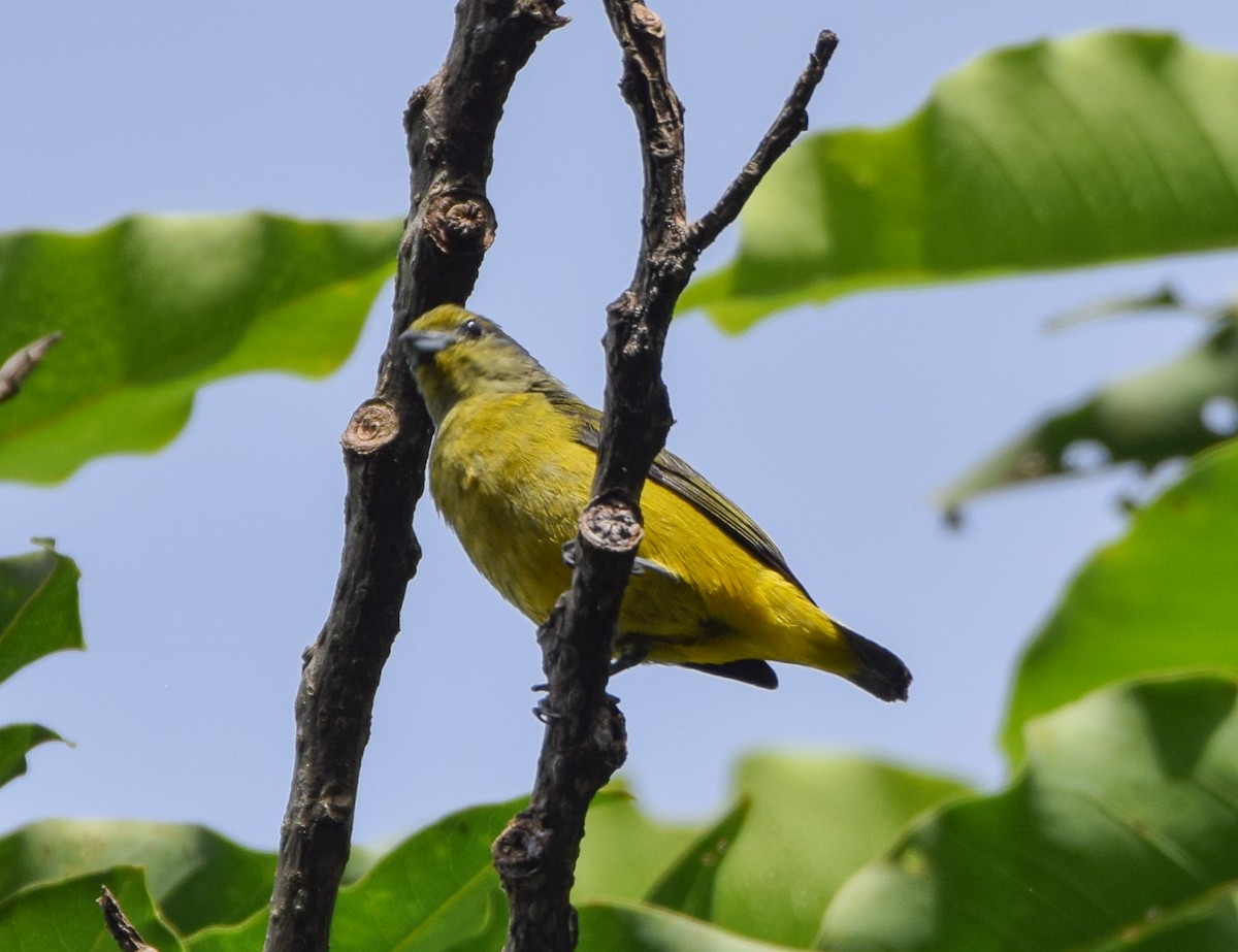 Scrub Euphonia - ML637519708