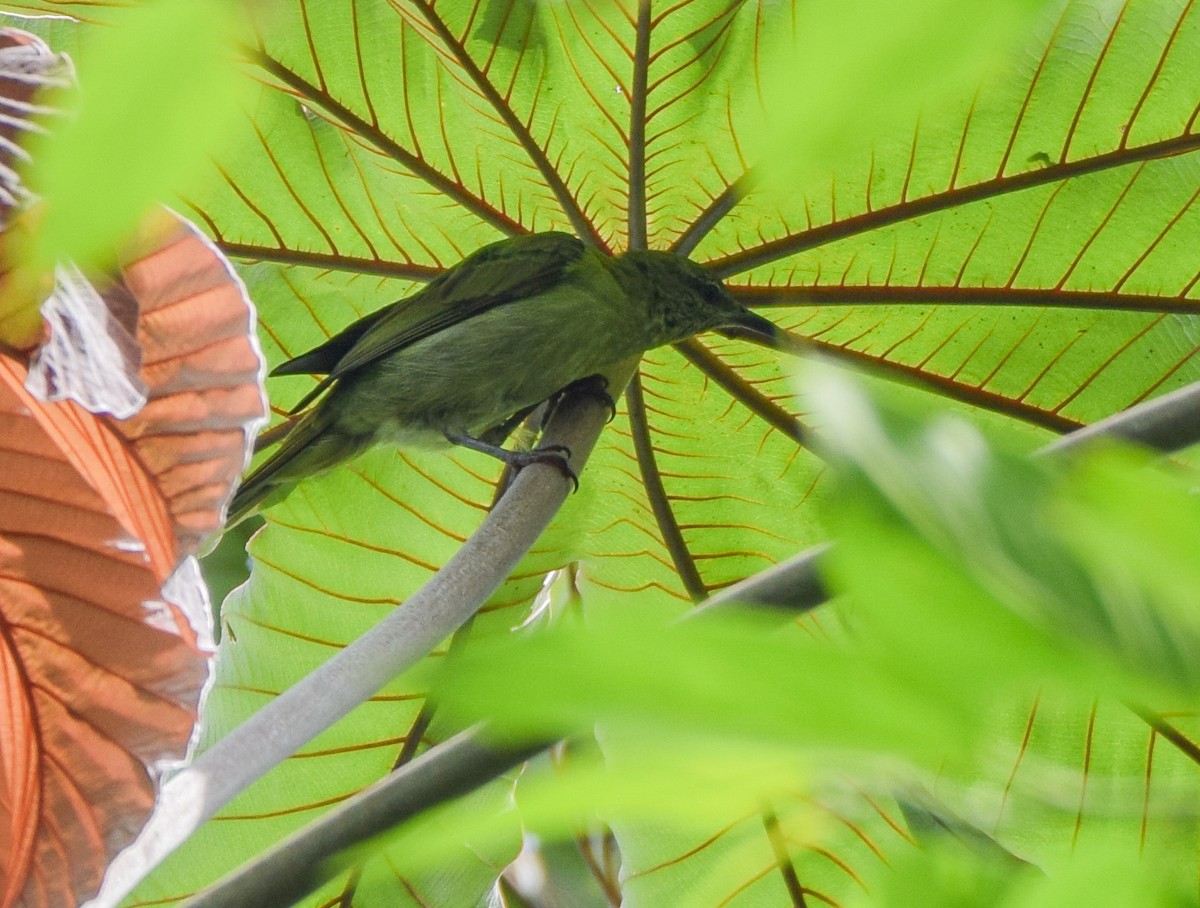 Red-legged Honeycreeper - ML637519786