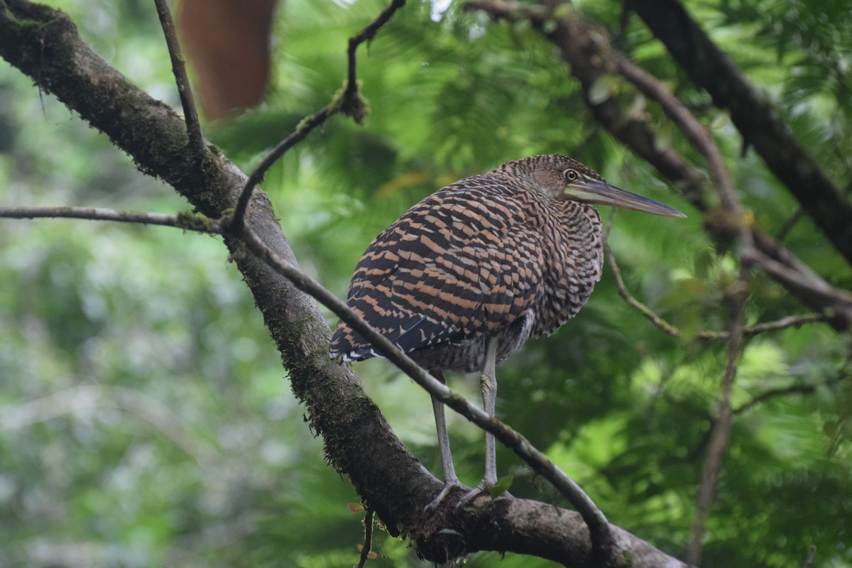 Bare-throated Tiger-Heron - ML637519793