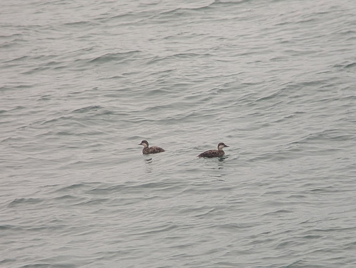 Black Scoter - ML637519813