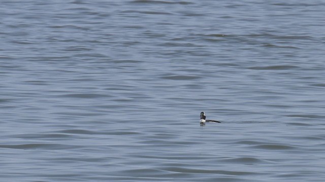 Bufflehead - ML637519830