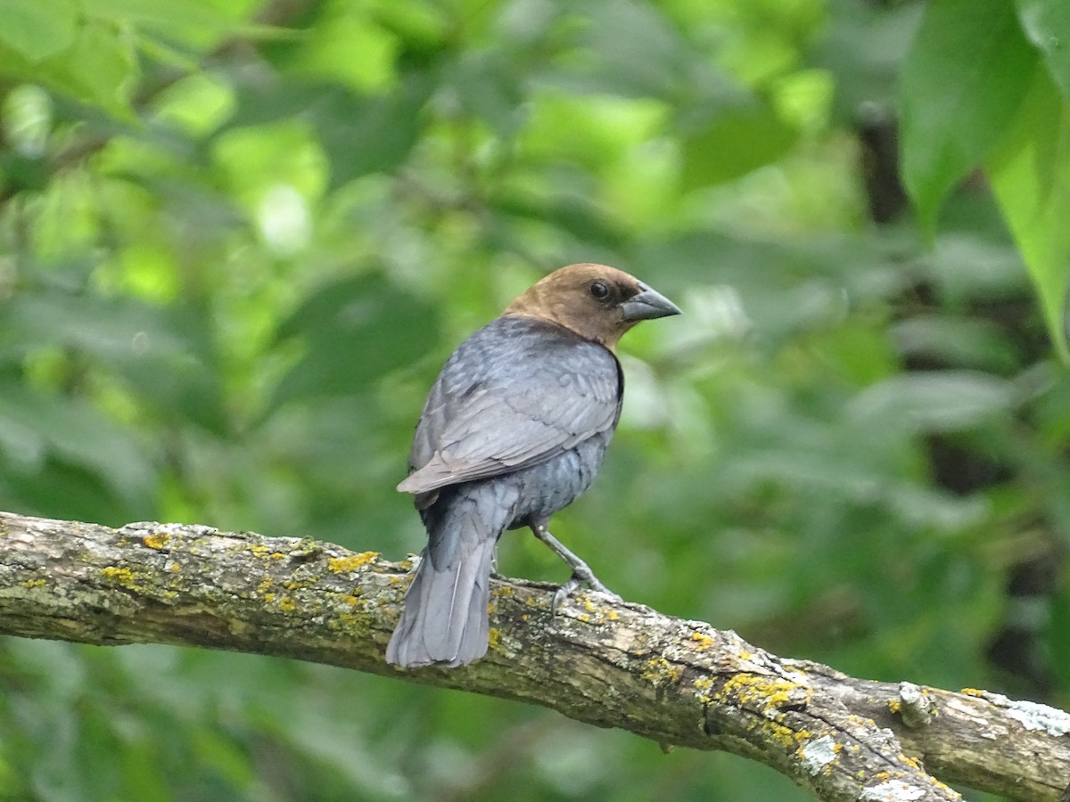 Brown-headed Cowbird - ML637519849