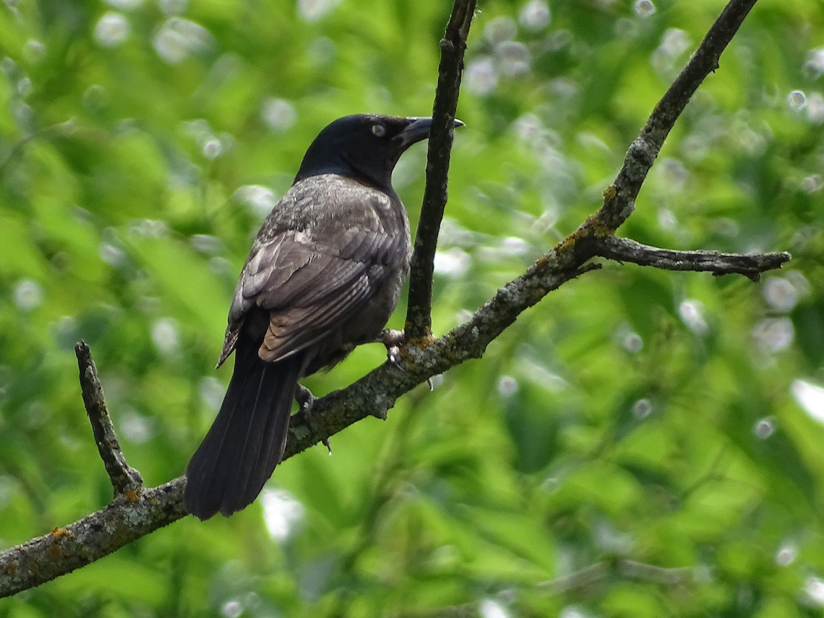 Common Grackle - ML637519867