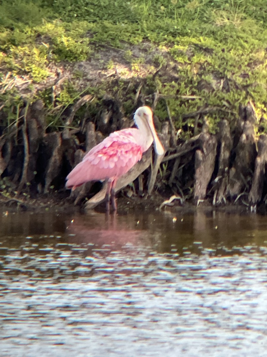 Roseate Spoonbill - ML637519881