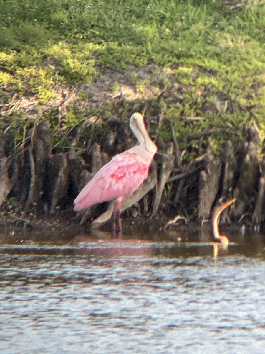 Roseate Spoonbill - ML637519890