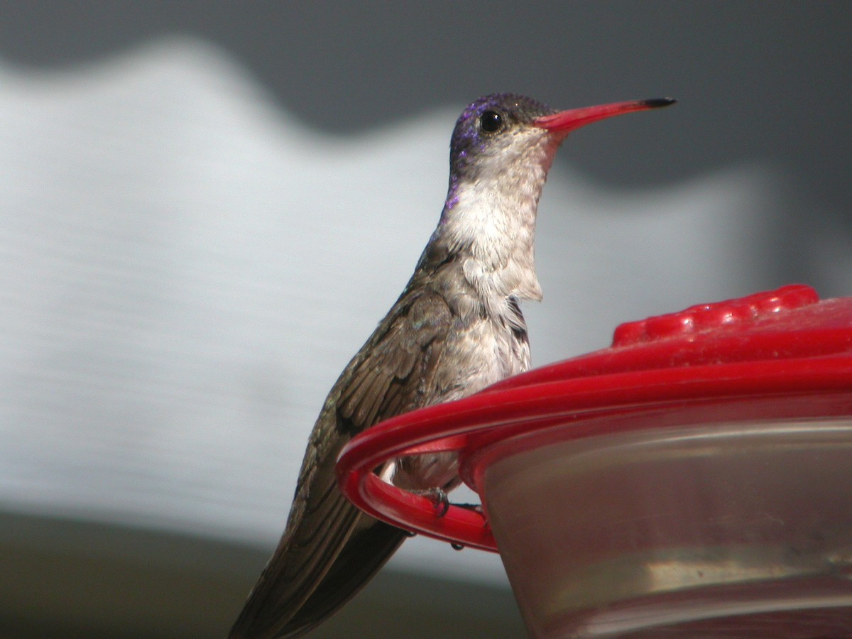 Violet-crowned Hummingbird - ML637519930