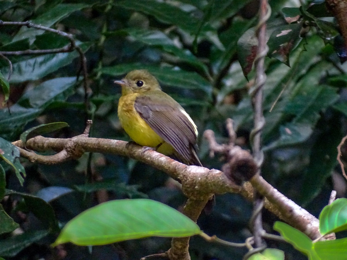 Whiskered Flycatcher - ML637519962