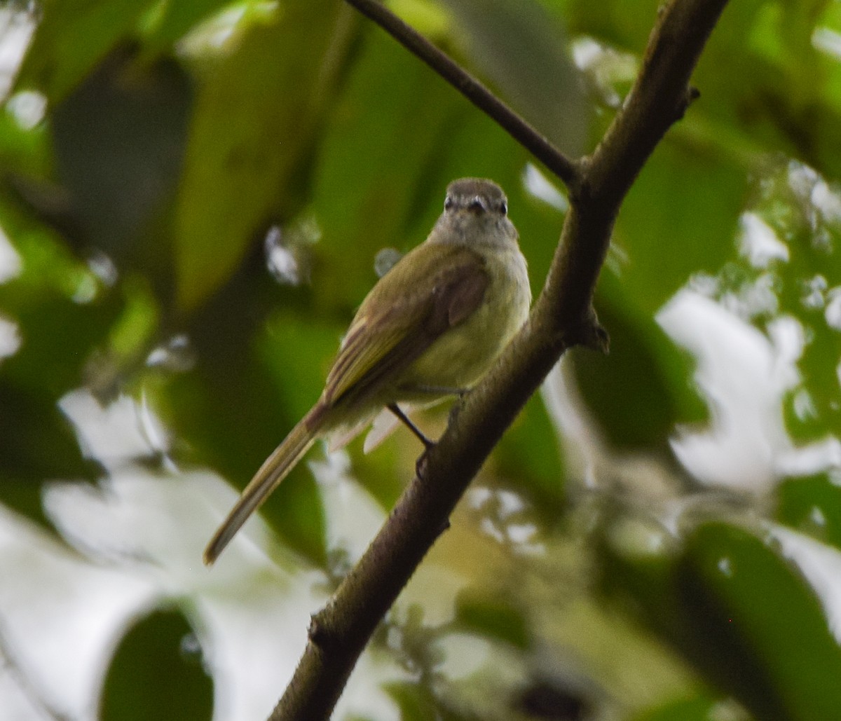 Greenish Elaenia - ML637519974
