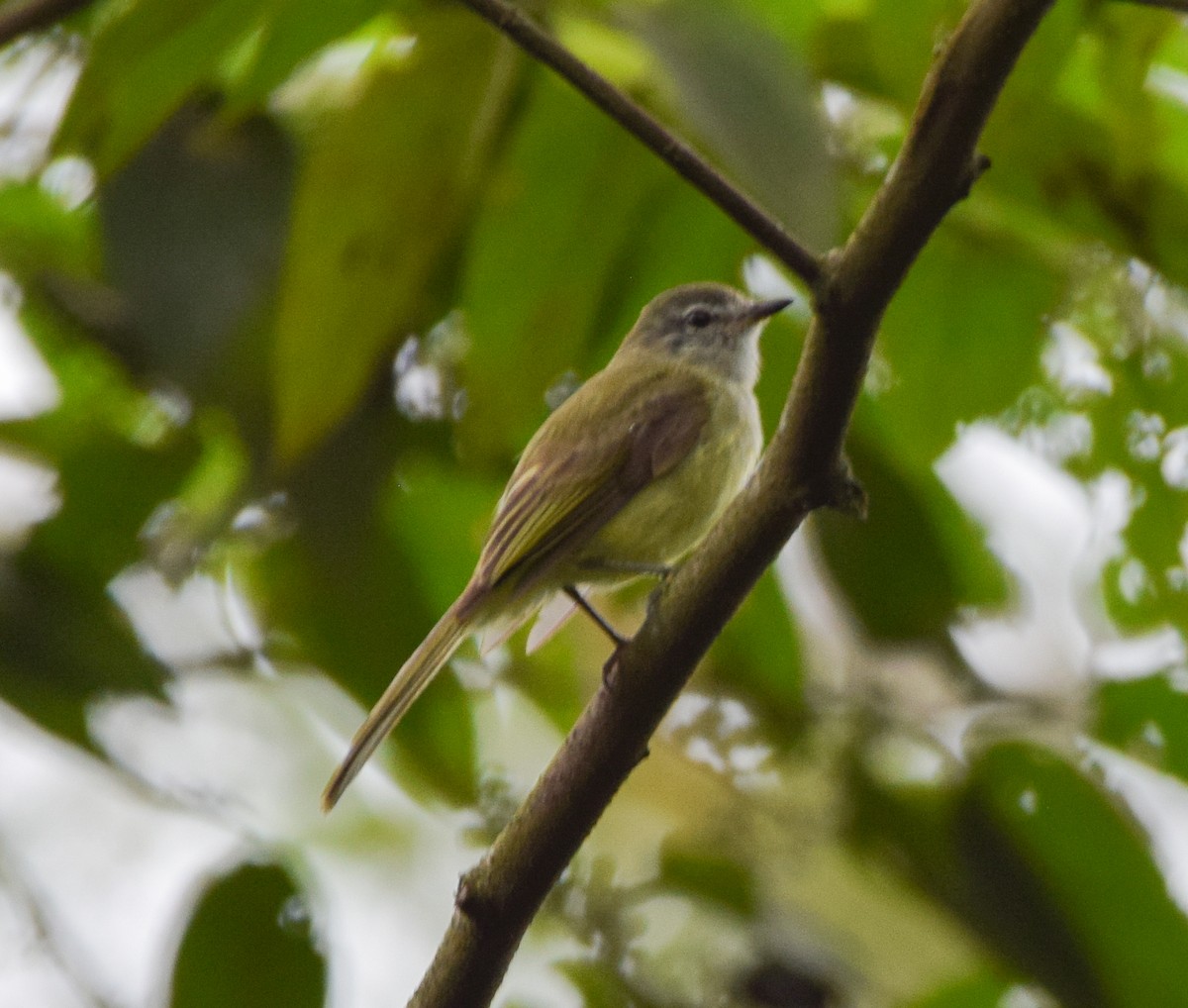 Greenish Elaenia - ML637519978