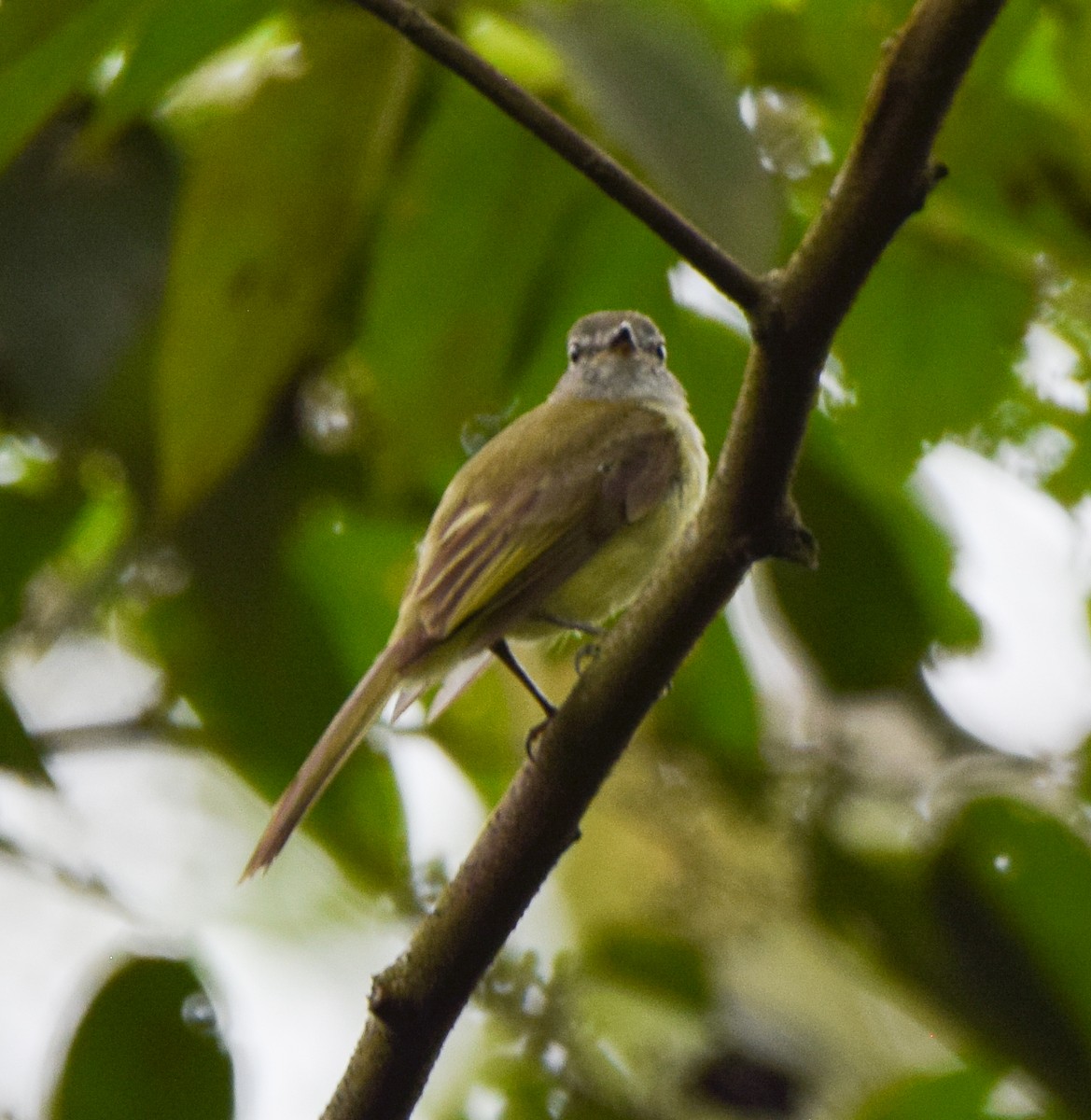 Greenish Elaenia - ML637519979