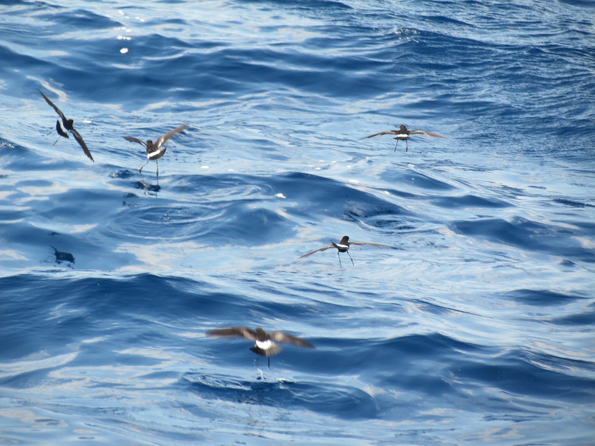 Wilson's Storm-Petrel - ML637519984