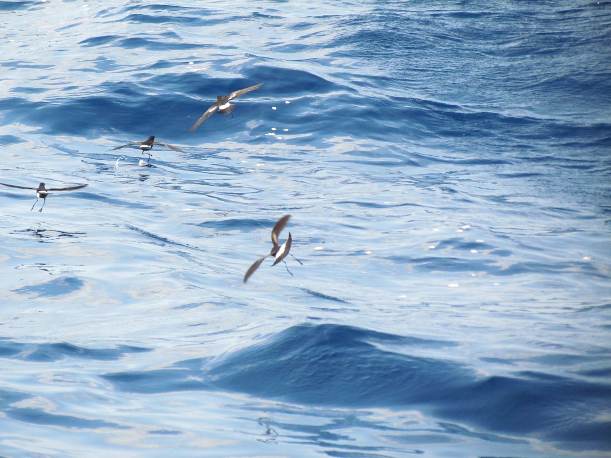 Wilson's Storm-Petrel - ML637519985