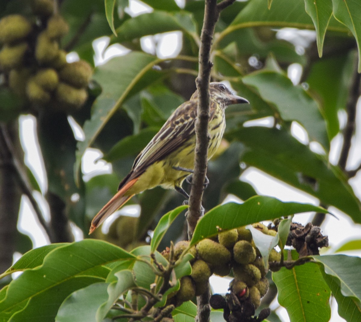 Sulphur-bellied Flycatcher - ML637520013