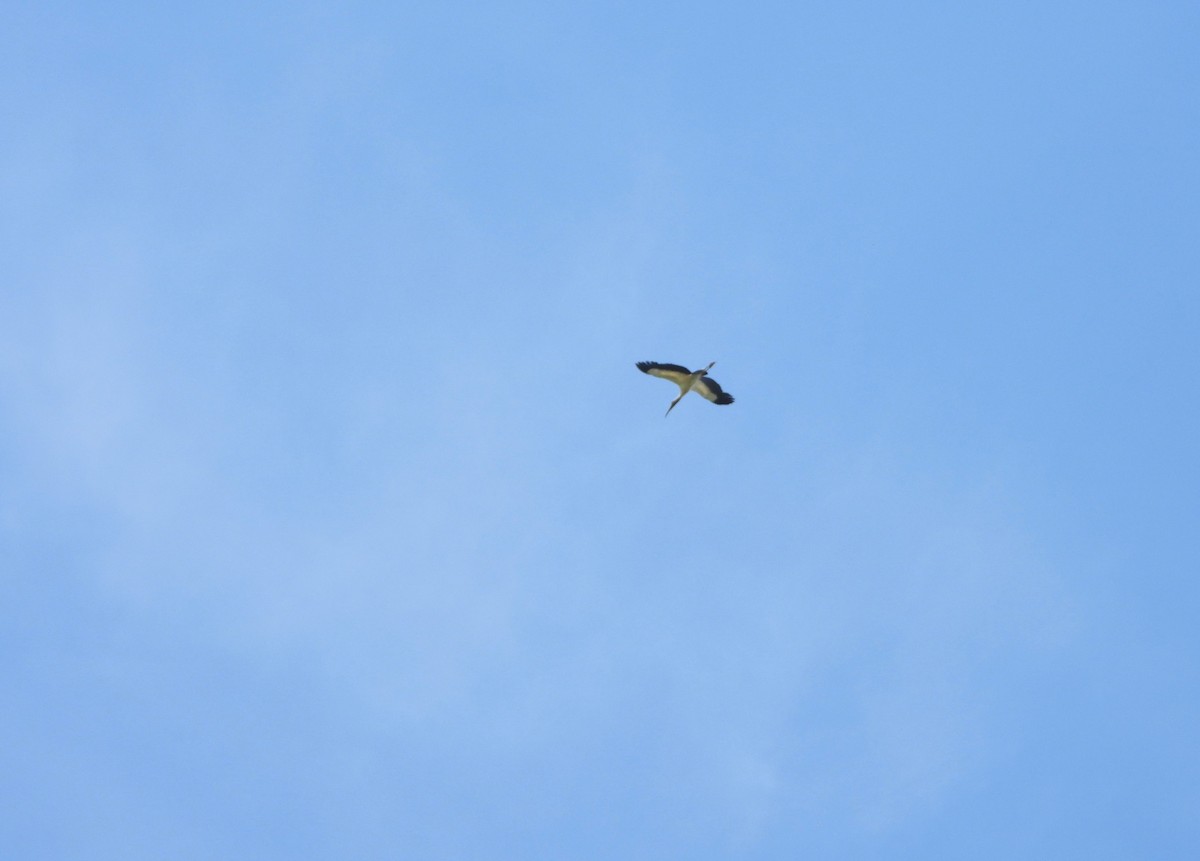 Wood Stork - ML637520016