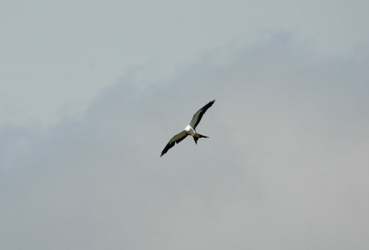 Swallow-tailed Kite - ML637520041