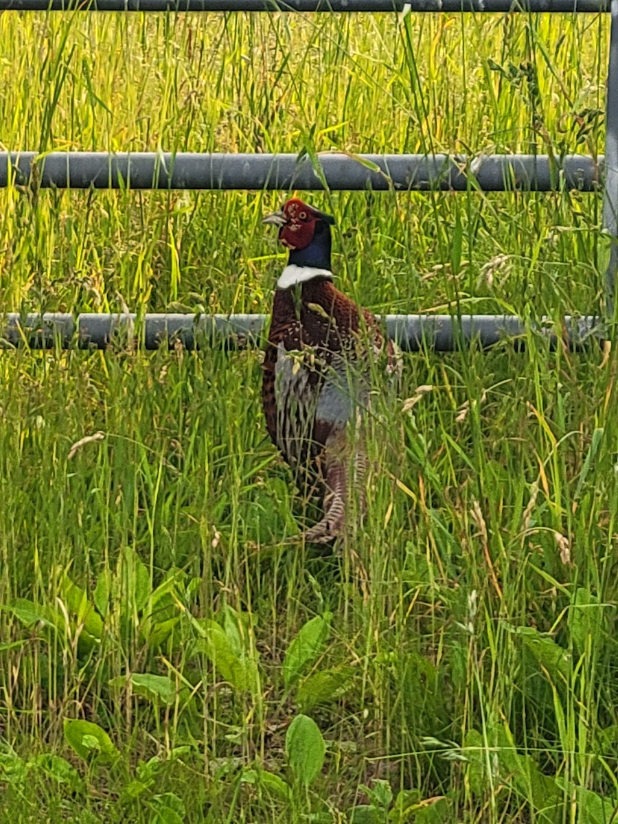 Ring-necked Pheasant - ML637520042
