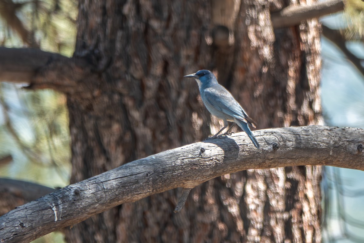 Pinyon Jay - ML637520072