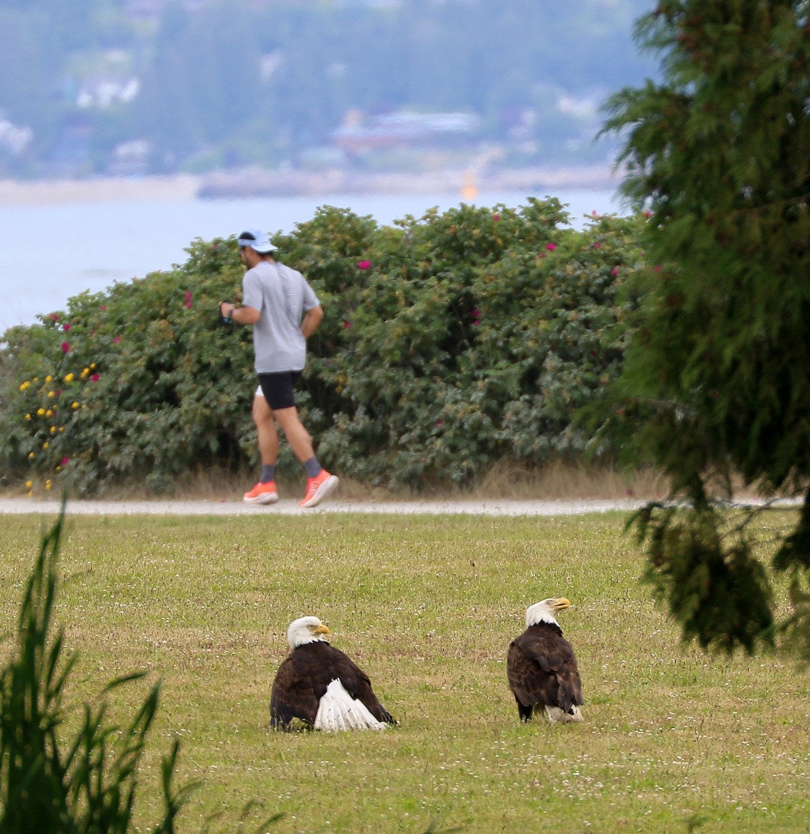 Bald Eagle - ML637520088