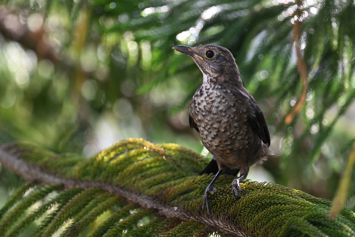 Chinese Blackbird - ML637520094