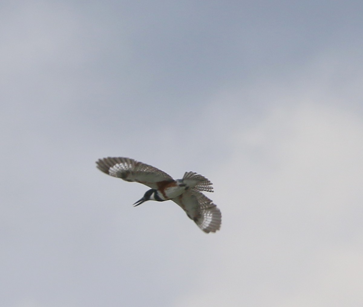 Belted Kingfisher - ML637520099