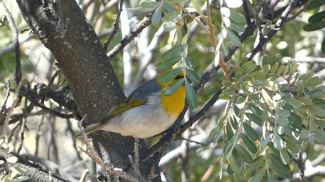 Palila - ML637520134