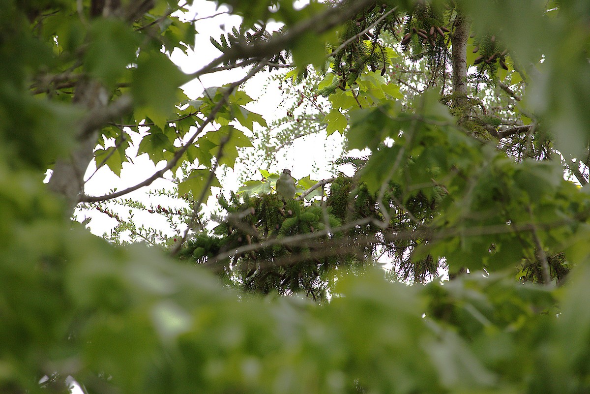 Red-eyed Vireo - ML637520142