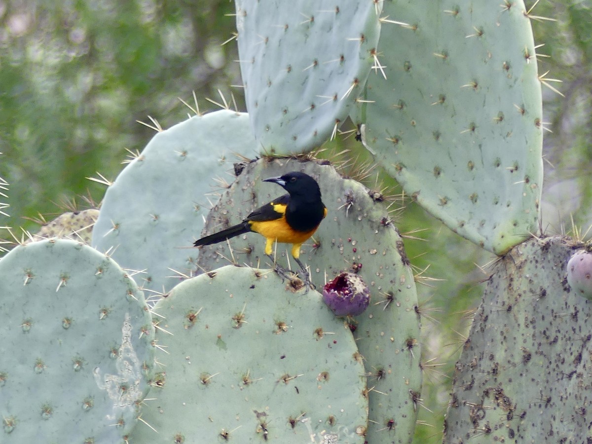 Black-vented Oriole - ML637520144