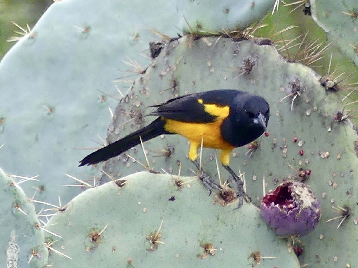 Black-vented Oriole - ML637520145