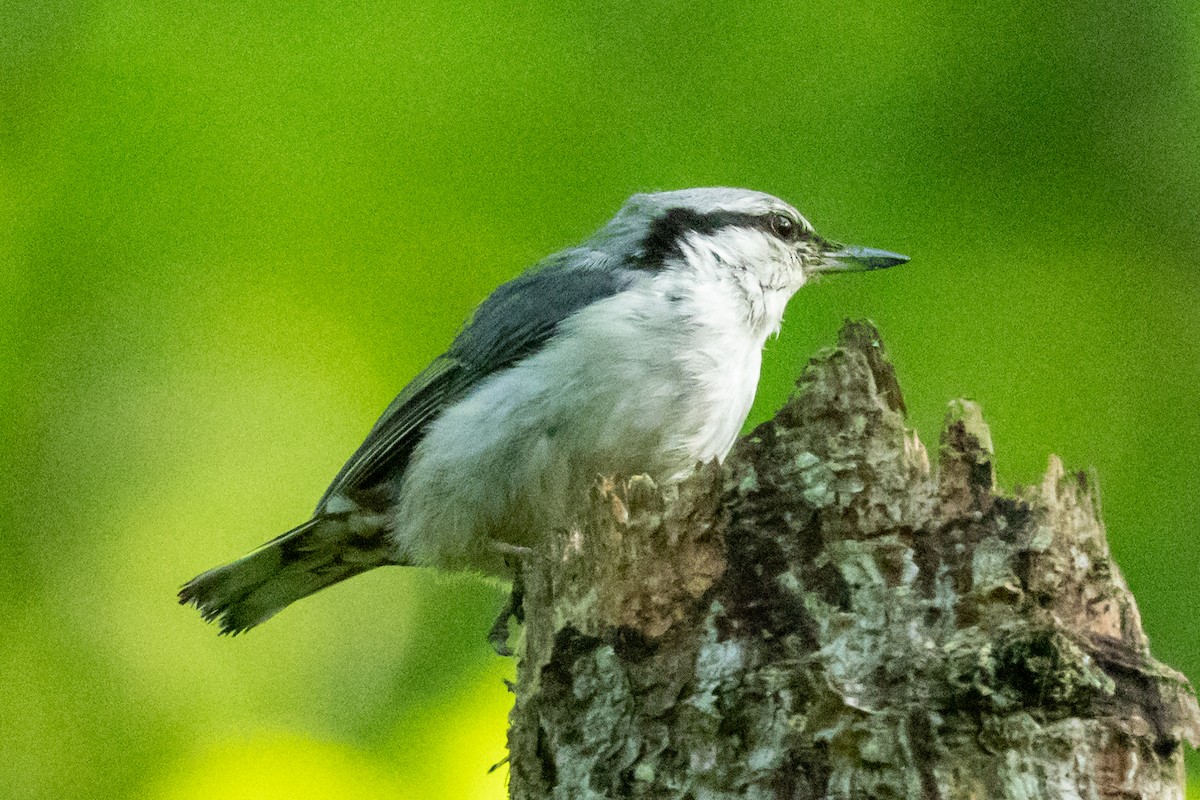 Eurasian Nuthatch (White-bellied) - ML637520186