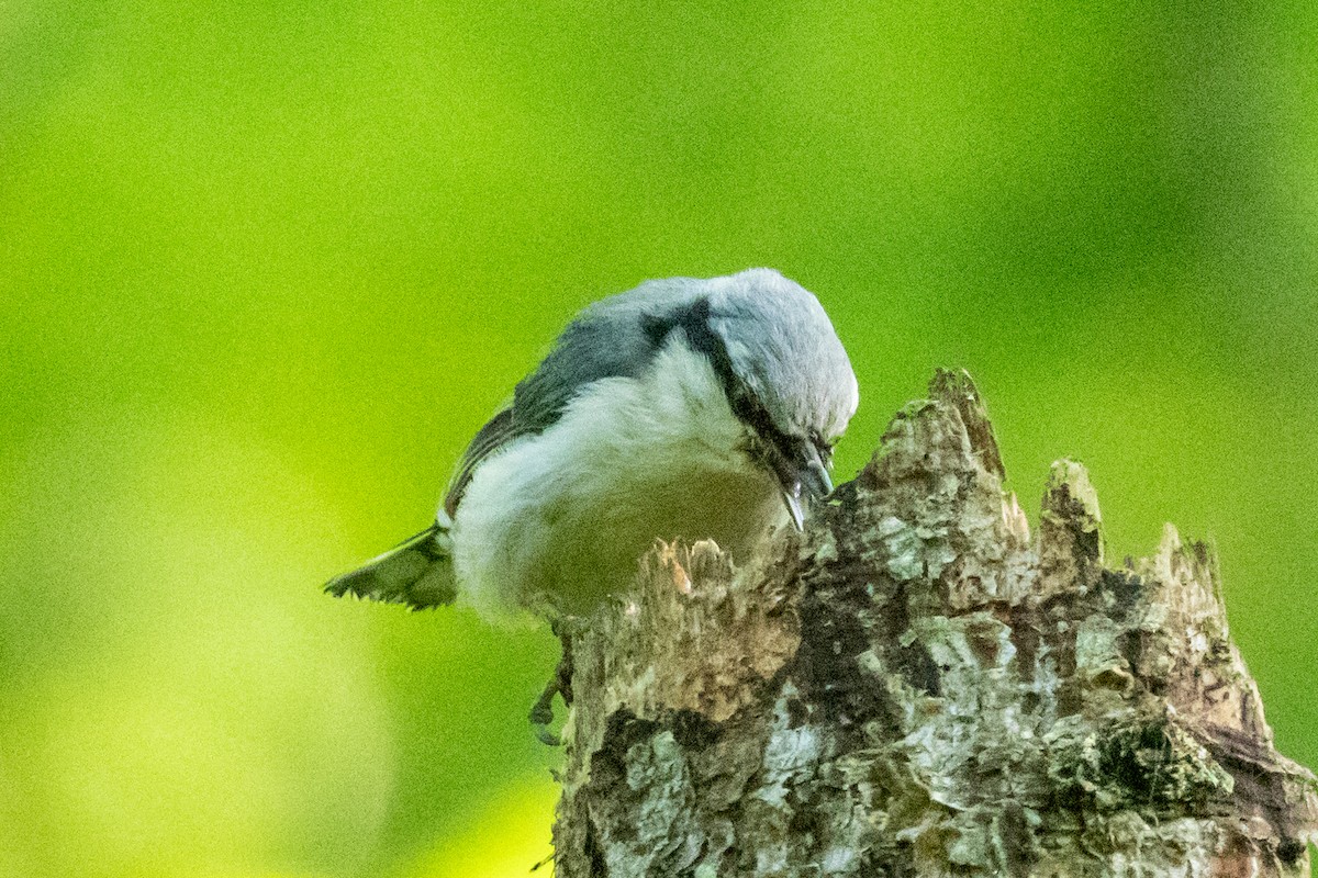 Eurasian Nuthatch (White-bellied) - ML637520187