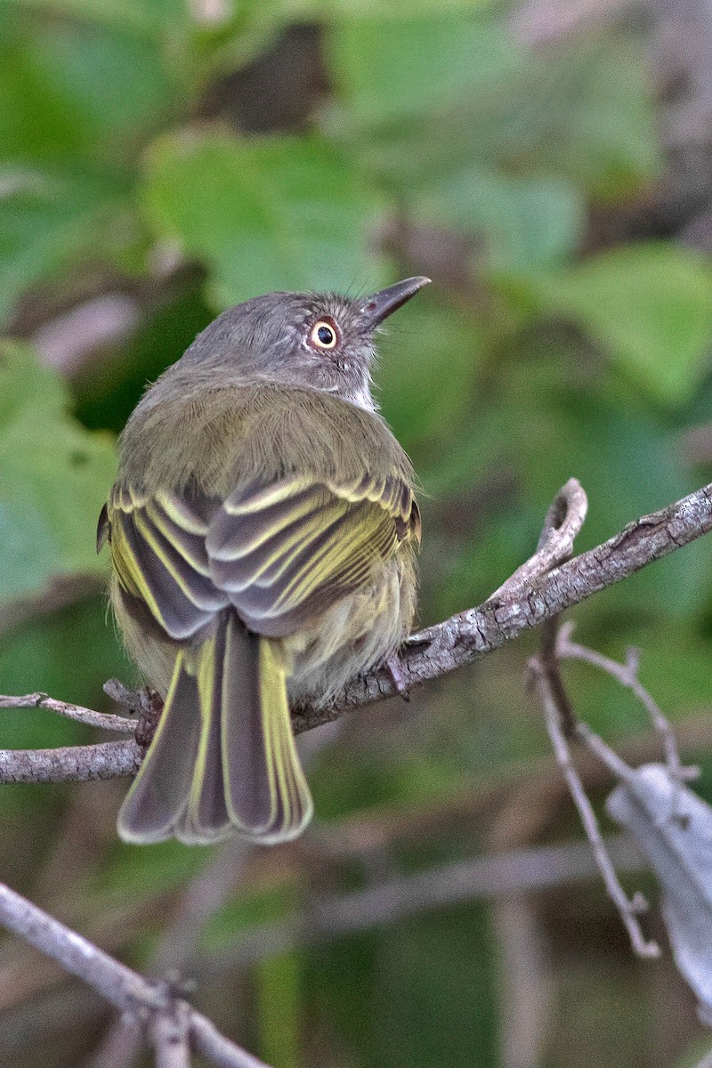 Pearly-vented Tody-Tyrant - ML637520191