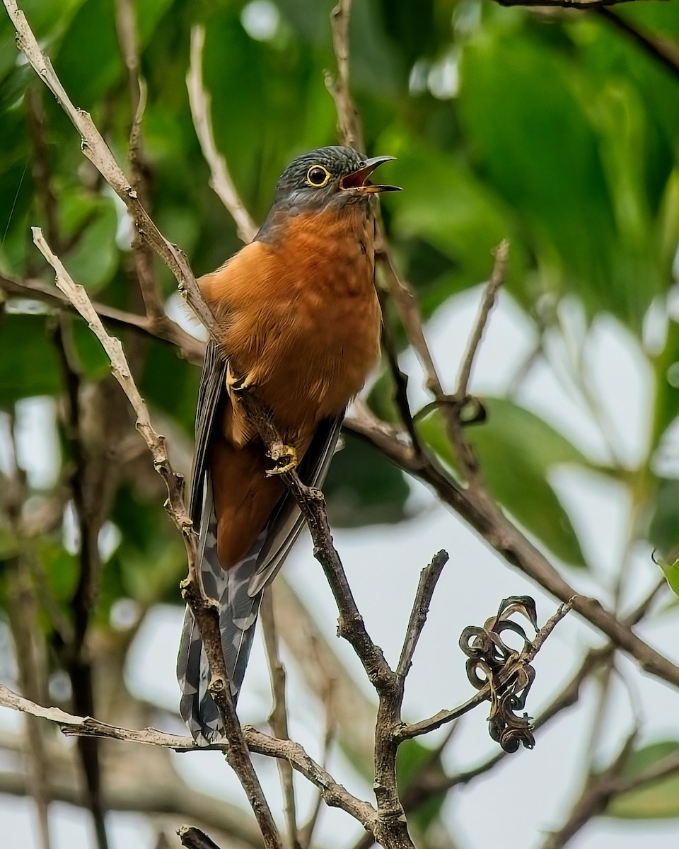Chestnut-breasted Cuckoo - ML637520203