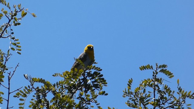 Palila - ML637520243