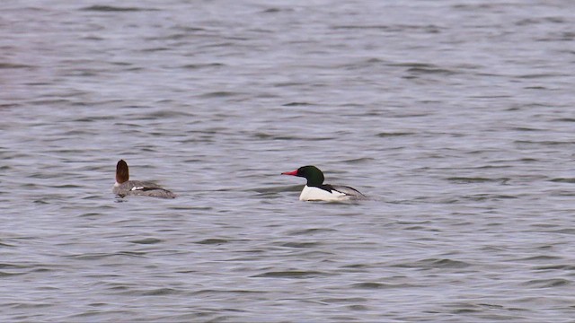 Common Merganser - ML637520265