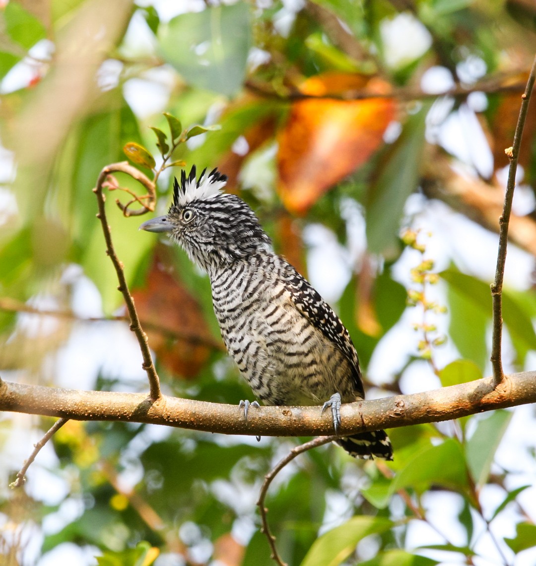 Barred Antshrike - ML637520274