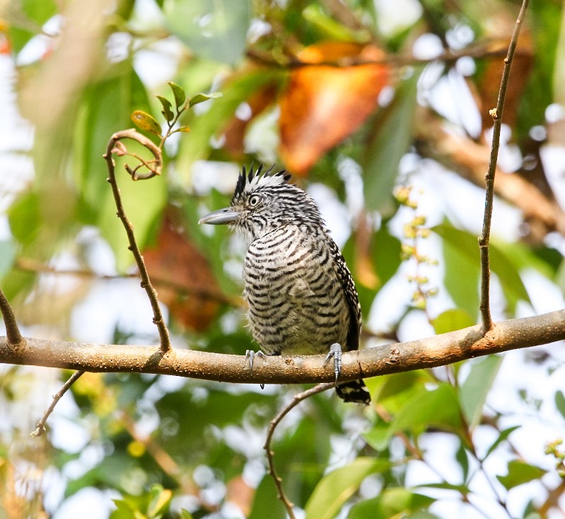 Barred Antshrike - ML637520276
