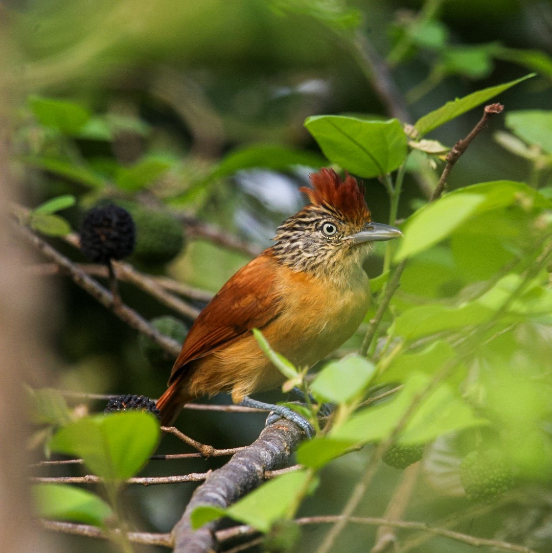 Barred Antshrike - ML637520277