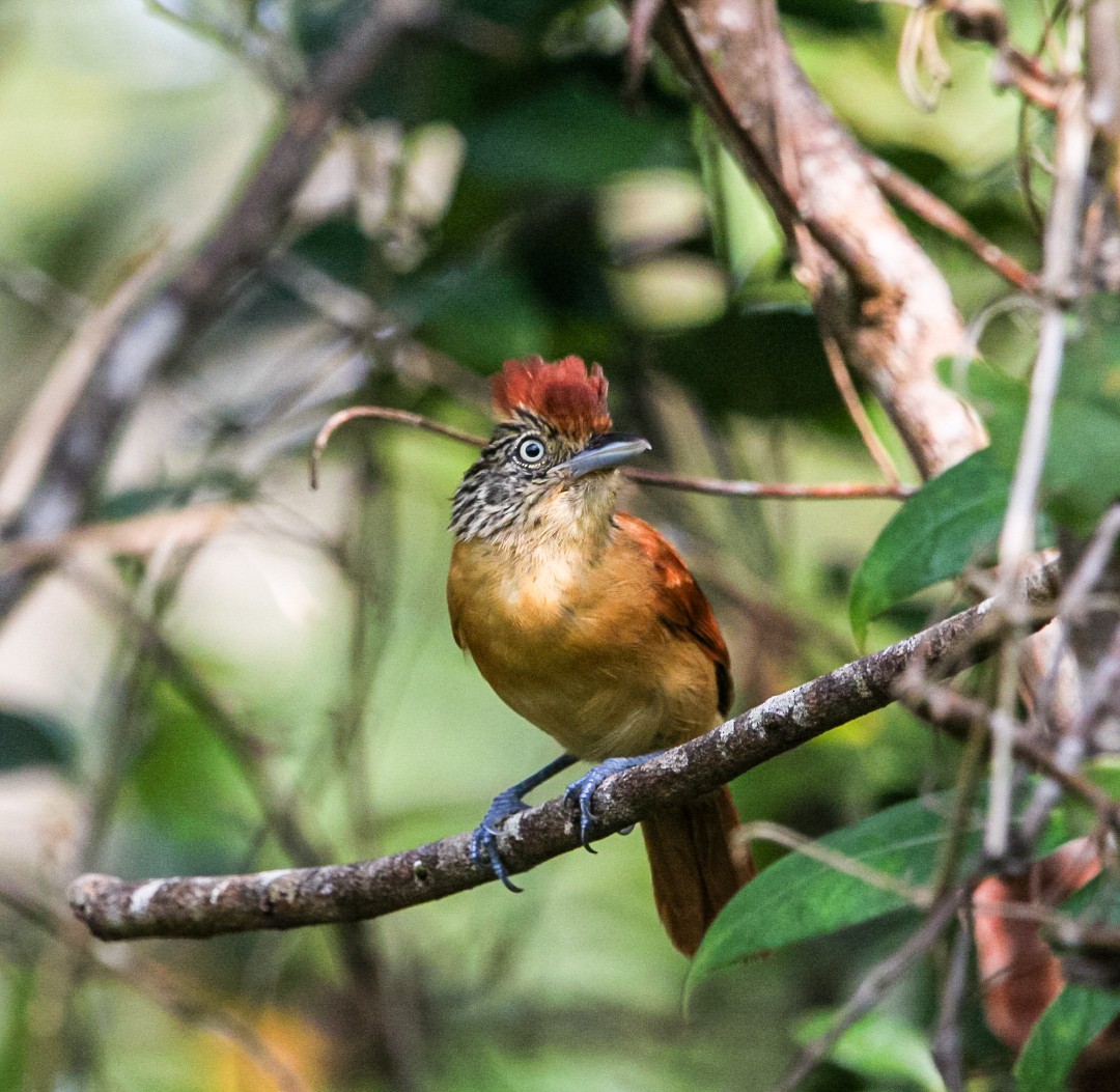 Barred Antshrike - ML637520279