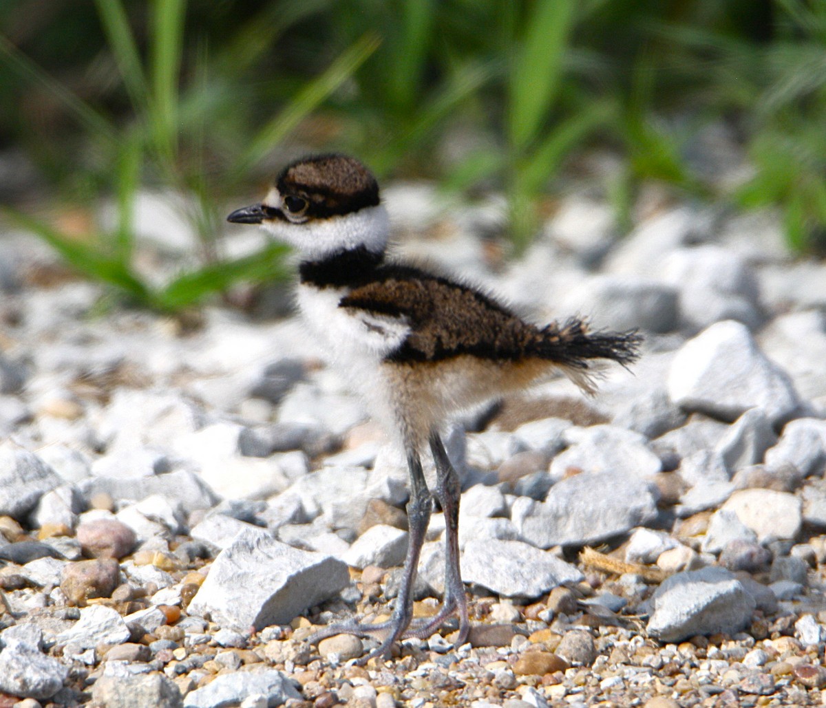 Killdeer - ML637520298