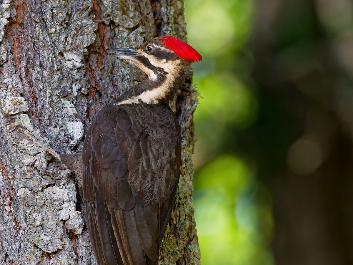 Pileated Woodpecker - ML637520299