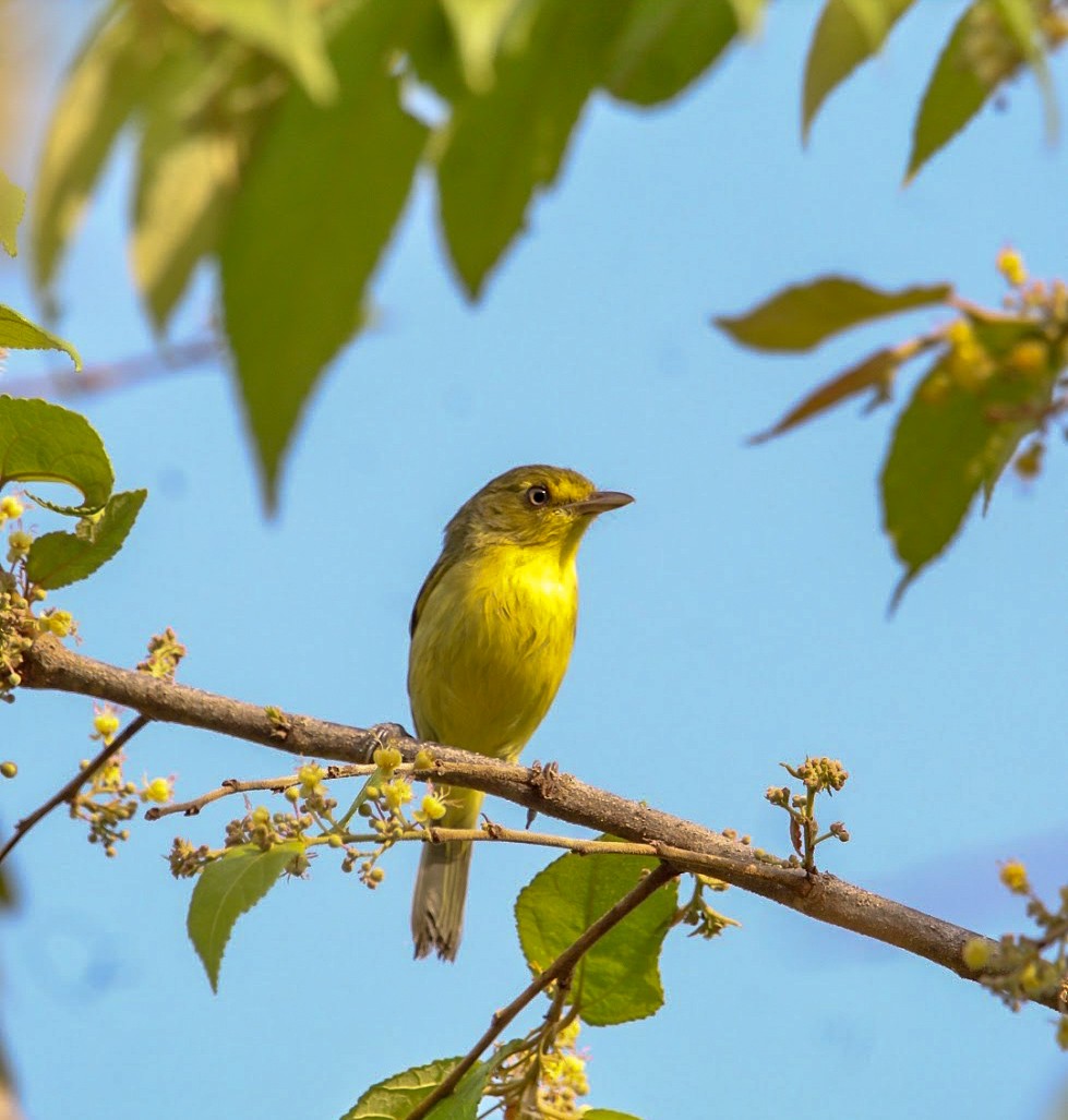 Mangrove Vireo - ML637520305